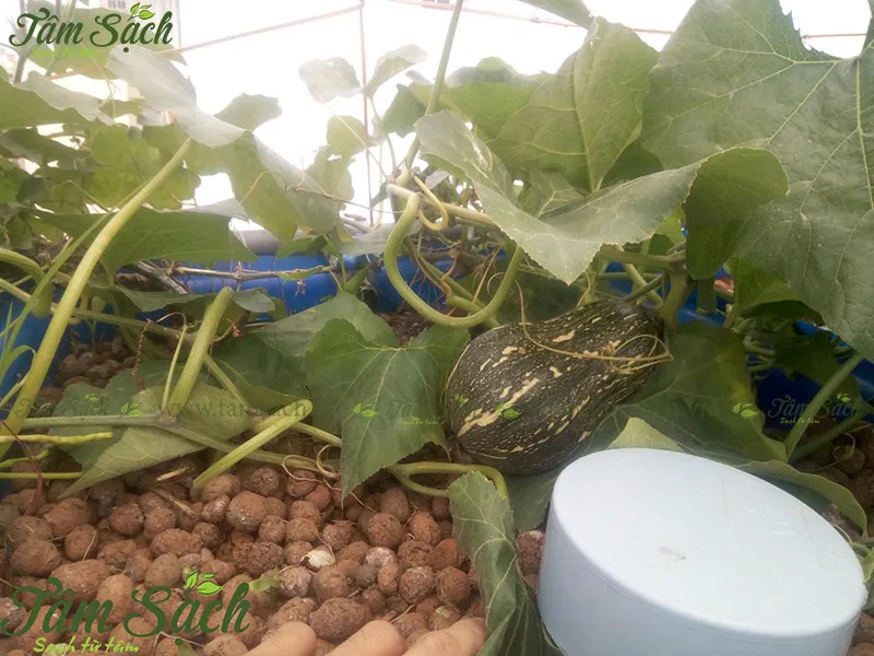 Những cây bí ngô cũng bắt đầu cho quả, vô cũng thích mắt