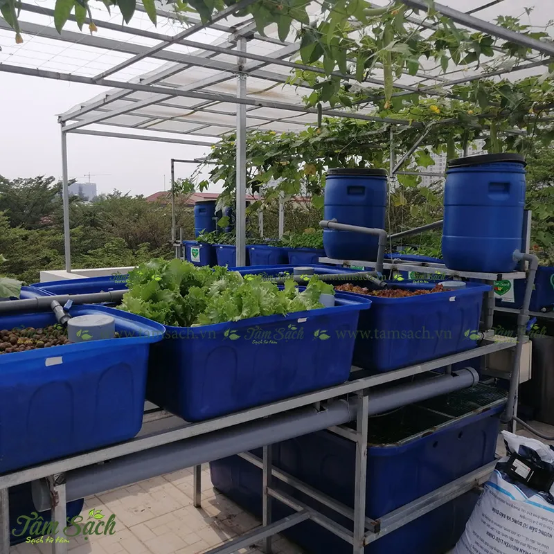 Dàn mướp ngọt sai quả được gieo trên hệ thống Aquaponics