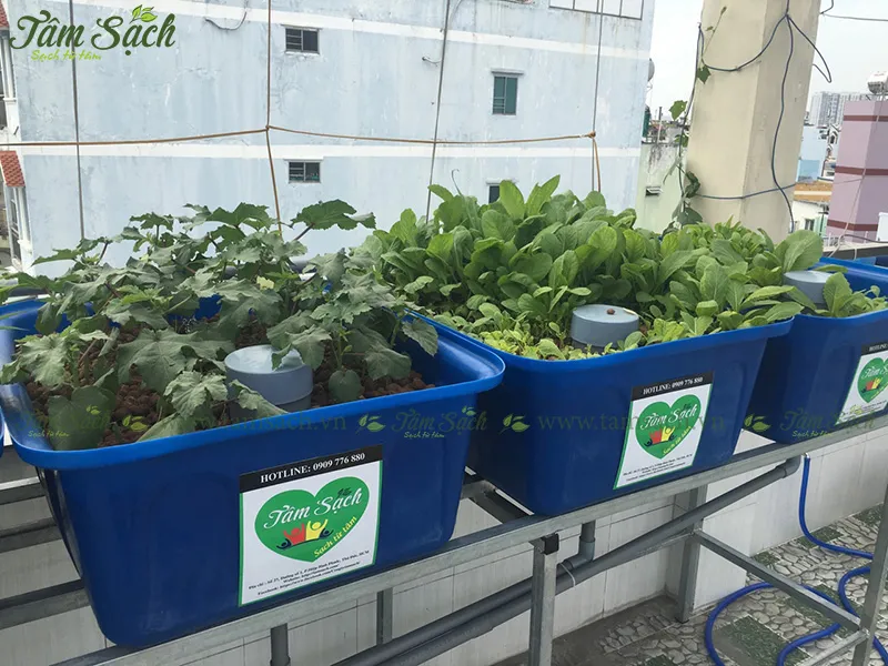 Rau xanh tốt sau một tháng