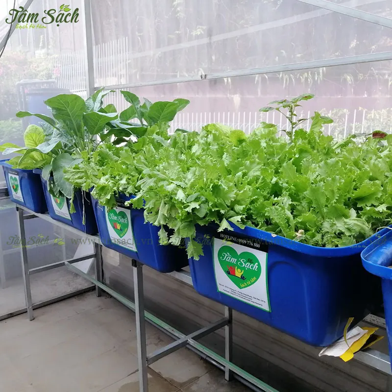 Vườn xà lách xanh tươi trên khay Aquaponics cực đã mắt