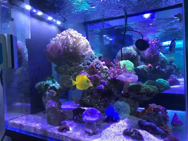 Các loại máy lọc nước bể cá phổ biến hiện nay