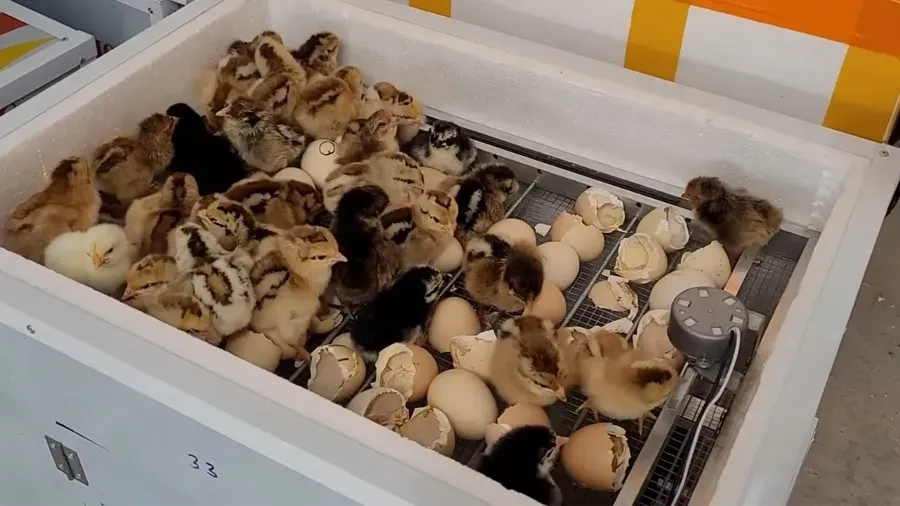 Quy trình ấp trứng gia cầm, minh họa các bước chuẩn bị và cài đặt máy ấp trứng mini