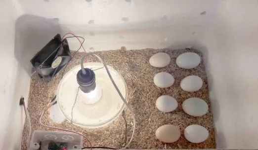 Cho trứng vào máy ấp trứng gà tự chế và theo dõi sự phát triển của phôi