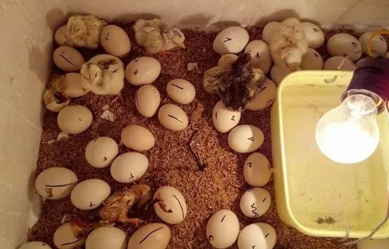 Hướng dẫn làm máy ấp trứng tự chế đơn giản