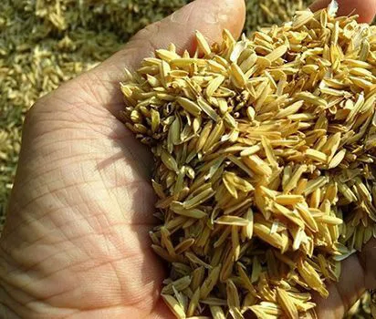 Rải trấu và đặt khay nước trong máy ấp trứng gà tự chế để kiểm soát độ ẩm