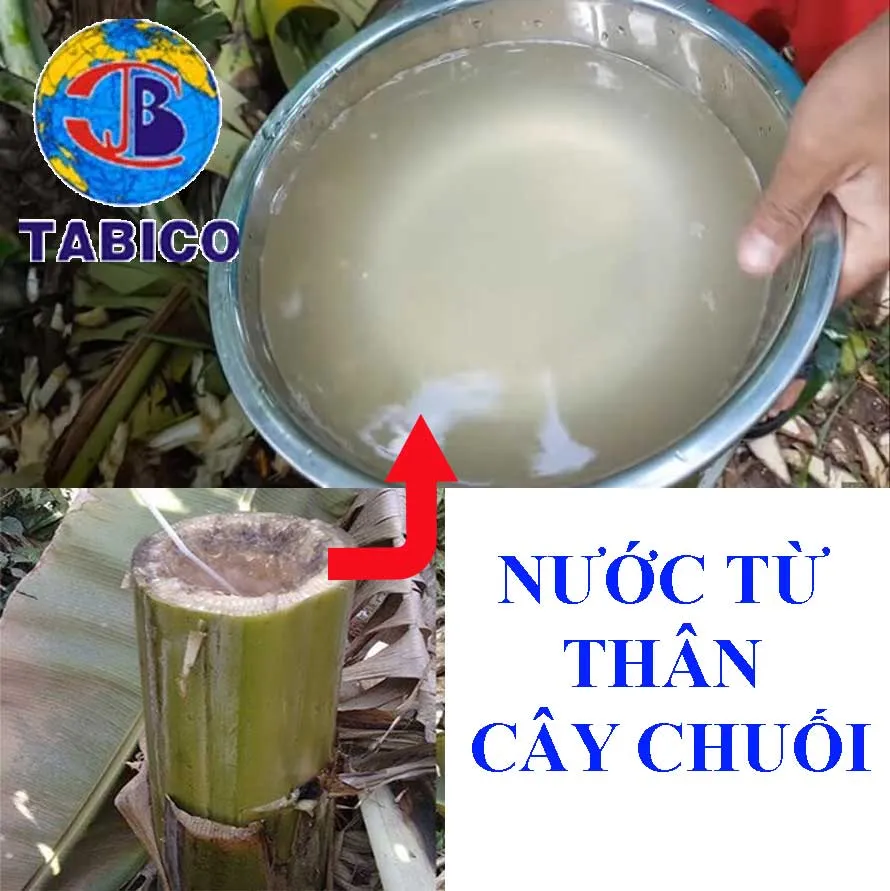 Phát hiện nước giếng nhiễm phèn bằng nhựa chuối tự nhiên