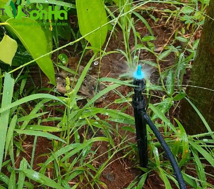 Đầu tưới phun mưa cung cấp nước đều cho bồn hoa và luống rau