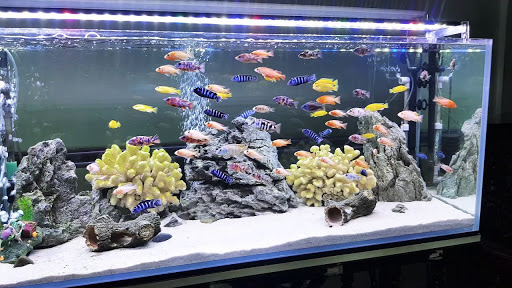 Hướng Dẫn Tự Lắp Hồ Thủy Sinh Hoàn Chỉnh Từ A Đến Z Tại Nhà