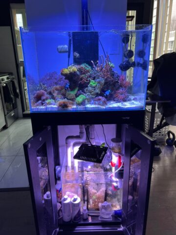 Hướng Dẫn Tự Lắp Hồ Thủy Sinh Hoàn Chỉnh Từ A Đến Z Tại Nhà