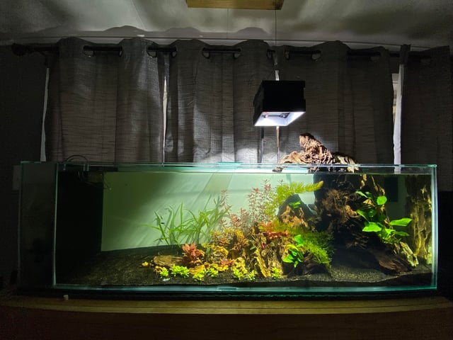 Hướng Dẫn Tự Lắp Hồ Thủy Sinh Hoàn Chỉnh Từ A Đến Z Tại Nhà