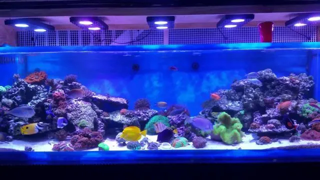 Hệ thống đẩy của máy lọc bể cá