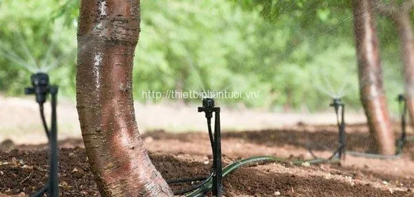 Hệ thống tưới phun mưa trải rộng, cung cấp nước đều cho diện tích canh tác lớn