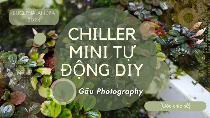 Hướng Dẫn Tự Lắp Hồ Thủy Sinh Hoàn Chỉnh Từ A Đến Z Tại Nhà