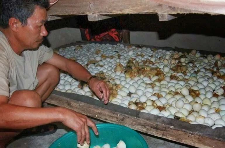 Cách Sử Dụng Máy Ấp Trứng Gia Cầm Hiệu Quả Nhất