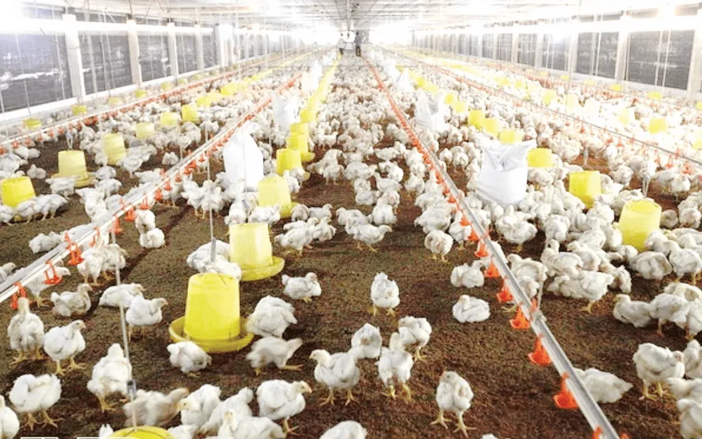 Cách Sử Dụng Máy Ấp Trứng Gia Cầm Hiệu Quả Nhất Cách Sử Dụng Máy Ấp Trứng Gia Cầm Hiệu Quả Nhất