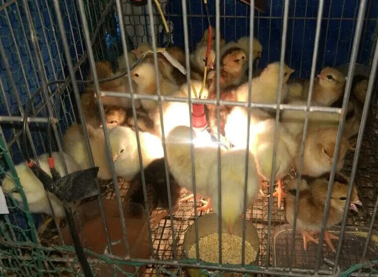 Cách Sử Dụng Máy Ấp Trứng Gia Cầm Hiệu Quả Nhất Cách Sử Dụng Máy Ấp Trứng Gia Cầm Hiệu Quả Nhất