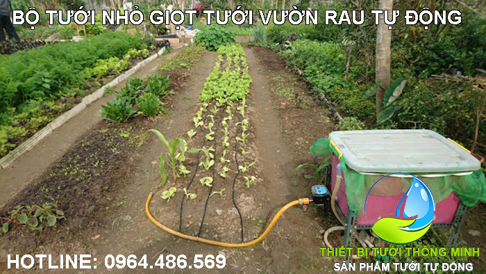 Lắp đặt hệ thống tưới nhỏ giọt cho từng hàng rau