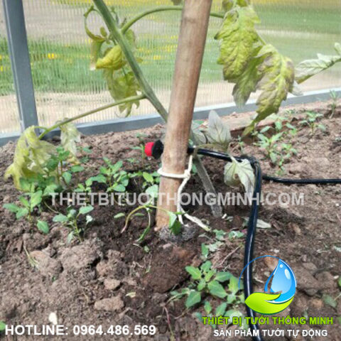 Lắp đặt tưới nhỏ giọt hiệu quả cho cây cà chua trong nhà kính