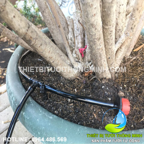 Thiết lập hệ thống tưới nhỏ giọt cho khay rau xếp tầng tiện lợi