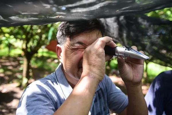 Màn hình hiển thị kết quả đo độ ngọt trên khúc xạ kế, chi tiết cách sử dụng máy đo độ ngọt và đọc kết quả