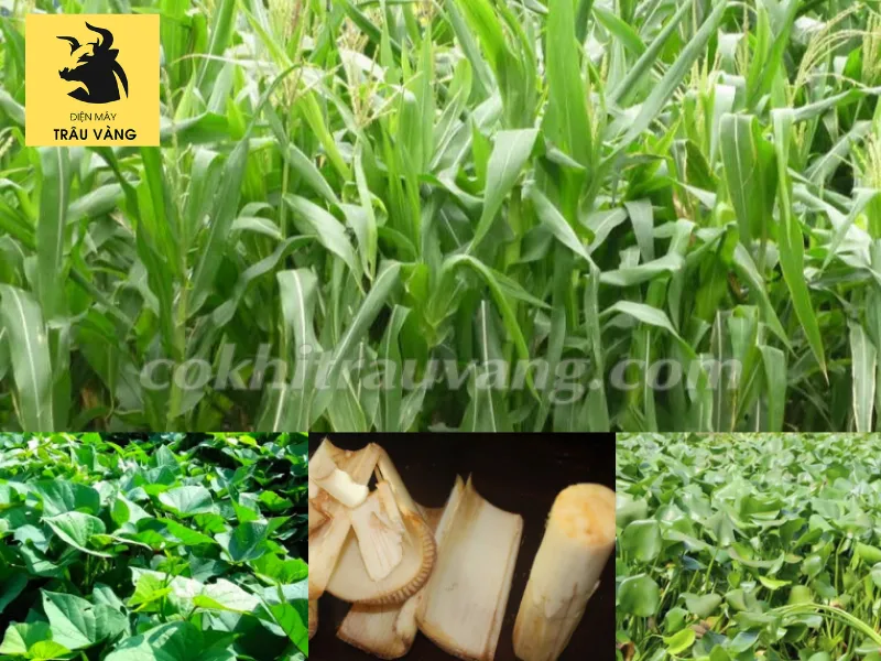 Thành phẩm chuối được thái nhỏ, minh chứng cho việc thực hiện đúng cách lắp dao máy thái chuối