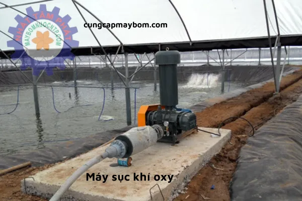 Hướng dẫn cách sử dụng Máy sục khí oxy cho bể cá