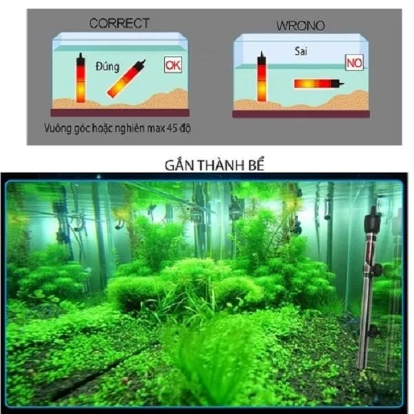 Cá cảnh bơi trong bể với máy sưởi dưới nước, mang lại sự ấm áp cho môi trường