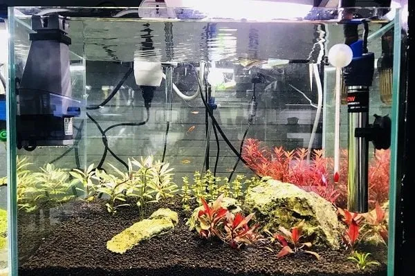 Một người chơi cá cảnh đang kiểm tra thiết bị trong bể, thể hiện sự tìm hiểu kỹ lưỡng