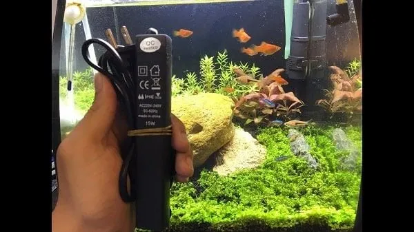 Người đang hướng dẫn cách chọn máy sưởi bể cá, với các mẫu máy sưởi trưng bày