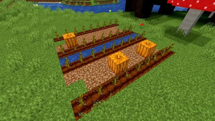Hệ thống trồng bí ngô đơn giản trong Minecraft, tiền đề cho máy farm tự động