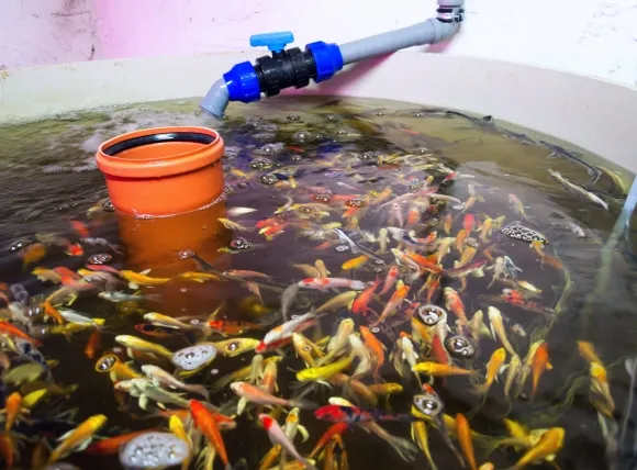 Hình ảnh minh họa việc sử dụng nước giếng khoan để nuôi cá và tầm quan trọng của việc lọc nước giếng khoan nuôi cá