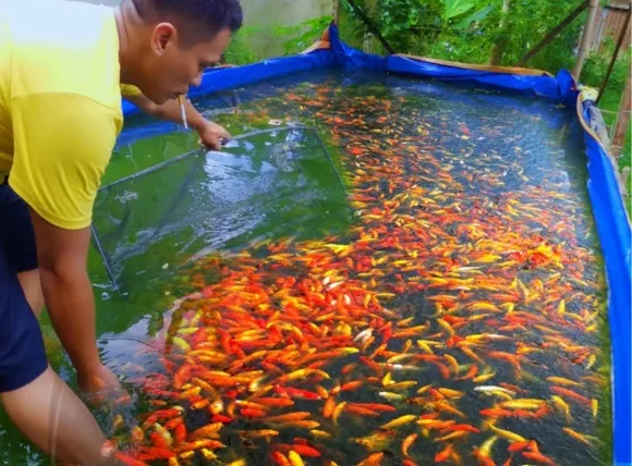 Minh họa tình trạng các loại nước nuôi cá cảnh hiện nay và sự cần thiết của cách lọc nước giếng khoan nuôi cá