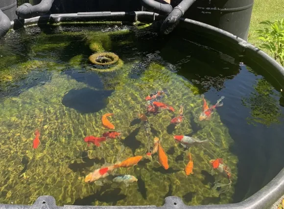 Minh họa quy trình kết hợp nhiều phương pháp để xử lý nước giếng khoan, tối ưu hóa cách lọc nước giếng khoan nuôi cá