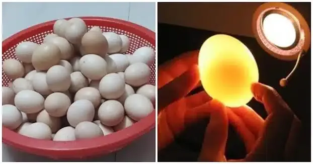 Kỹ thuật soi trứng đúng cách giúp kiểm tra phôi phát triển trong máy ấp trứng mini