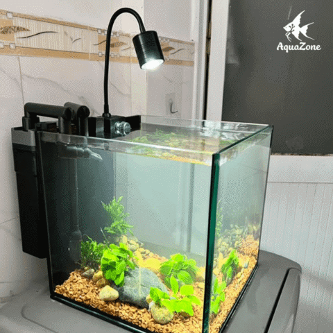 Cách Sửa Máy Bơm Bể Cá Cảnh Hiệu Quả Tại Nhà: Hướng Dẫn Chi Tiết Cách Sửa Máy Bơm Bể Cá Cảnh Hiệu Quả Tại Nhà: Hướng Dẫn Chi Tiết