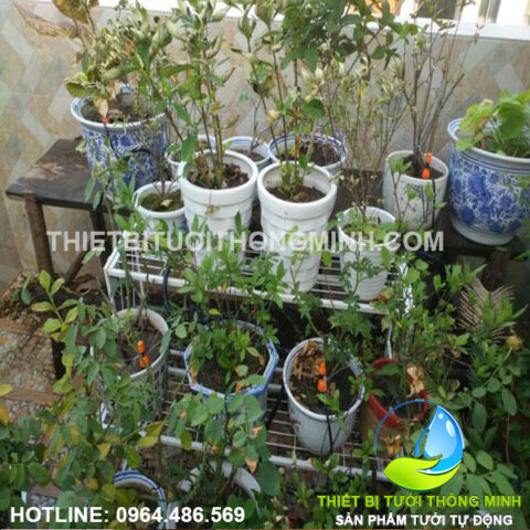 Hệ thống tưới nhỏ giọt tự động cho vườn rau trên sân thượng gia đình