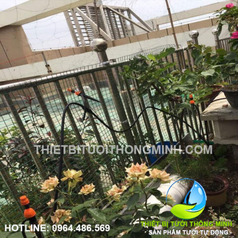Hệ thống tưới nhỏ giọt tự động cho hàng rào cây xanh