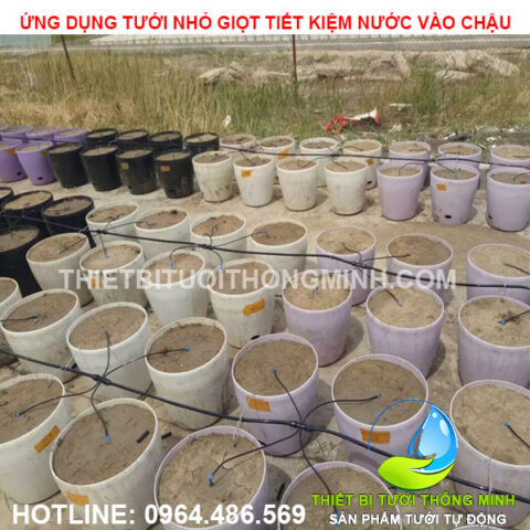 Thiết bị tưới nhỏ giọt tự động cho chậu rau và cây cảnh