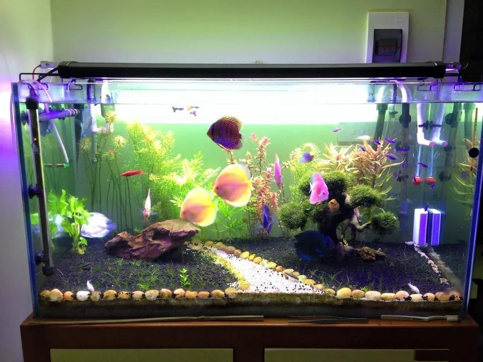 Lựa chọn vị trí lắp đặt máy bơm hồ cá đặt ngoài tối ưu